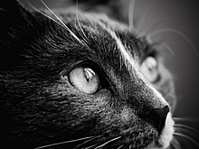 Без еды, воды и какого-либо желания: кот за месяц невольно переплыл Атлантику от Нидерландов до Карибов