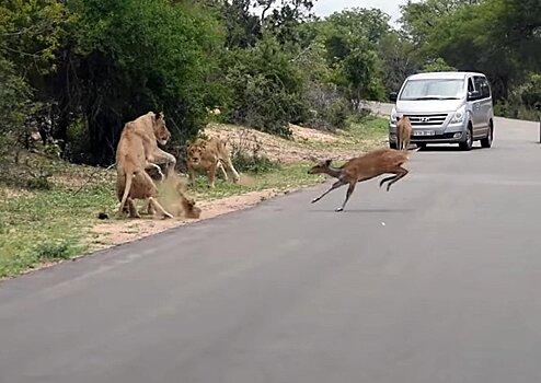 Антилопа, перебегая дорогу, попала в лапы львов на глазах у туристов