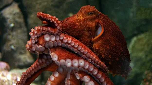 Открыт новый вид гигантских осьминогов
