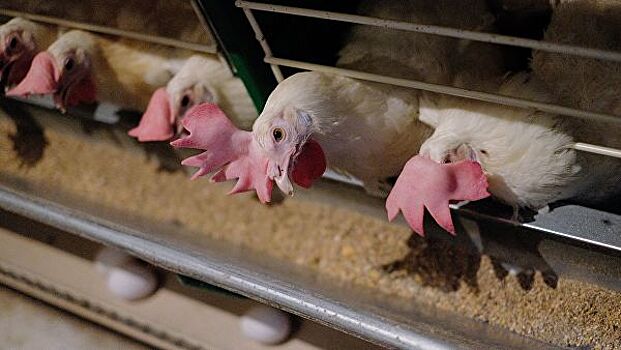 Россия и Бразилия обсудят начало поставок птицы