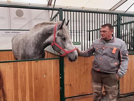 Саратовские коневоды привезли золотые медали с «Золотой осени-2022»