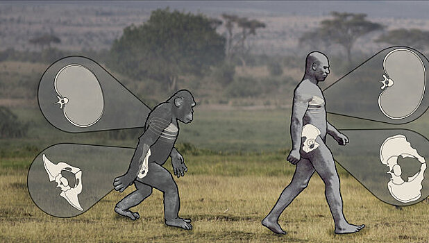 Походка шимпанзе указывает на прямоходящего предка людей и обезьян