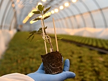 В Волгоградской области развивается сфера сельскохозяйственного экспорта