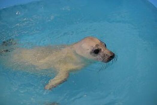 Волонтеры спасли в Финском заливе отбившегося от матери белька