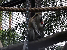 Посетители новосибирского зоопарка дали мартышке запрещенную сладость