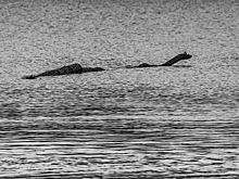 Кем на самом деле было лох-несское чудовище