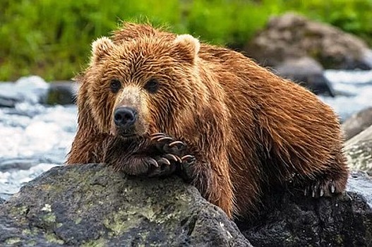 На Камчатке создали памятку для встречи с медведем