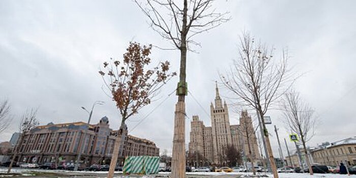 Массовые высадки деревьев в Москве приурочат к 1 и 9 мая