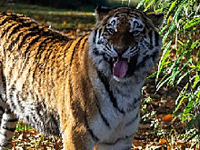 В Хабаровском крае тигр оторвал человеку голову