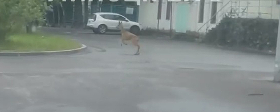 В Липецке на центральный пляж забрел олененок