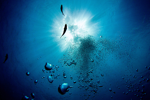 «Рев»: звук из глубин Тихого океана, который поставил ученых в тупик