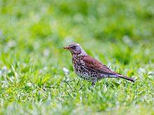 Орнитологи напомнили москвичам правила поведения при обнаружении птенца-слетка