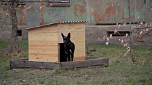 В Карабаше мошенница пыталась «навариться» на собачьем мини-приюте