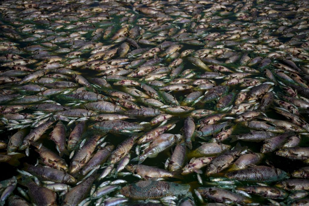 В Австралии миллионы мертвых рыб выбросило на берег
