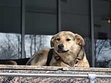 Алтайским законодателям рассказали, что мешает борьбе с бродячими собаками