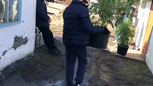 В Бийске полицейские задержали мужчину, обустроившего в гараже оранжерею с коноплей