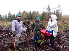 43 тысячи саженцев высадят в Ленинградской области