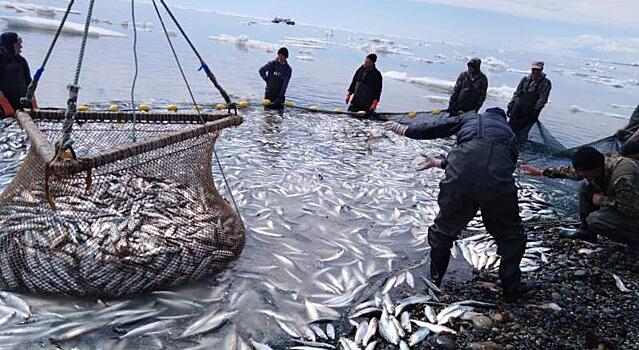 Сельдевая путина в Охотском море идёт с отставанием