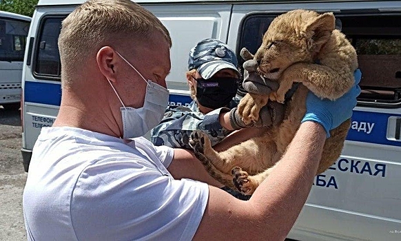 В следовавшем в Москву автобусе нашли истощенного львенка