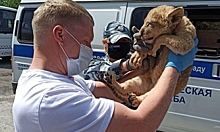 В следовавшем в Москву автобусе нашли истощенного львенка