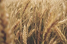 Пшеница демонстрирует ценовое ралли, кукуруза – стабильность