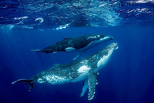 Мёртвый кит угрожает жителям Приморья