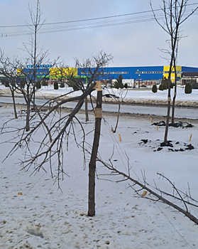 В Волгодонске неизвестные распилили 17 молодых кленов