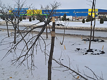 В Волгодонске неизвестные распилили 17 молодых кленов