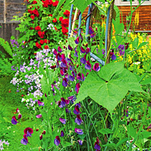 Выбираем самые душистые растения для ароматного сада