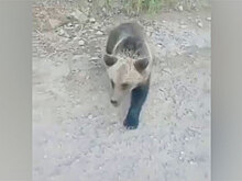 Медвежонок набросился на человека в Якутии