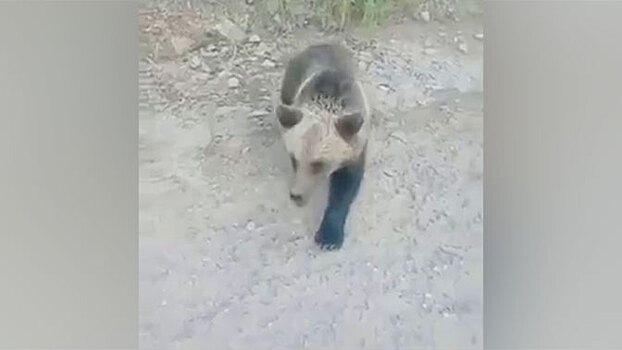 Медвежонок набросился на человека в Якутии