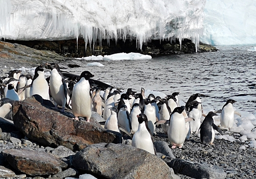 Известная московская телеведущая попала в «плен» к пингвинам в Антарктиде