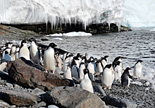 Известная московская телеведущая попала в «плен» к пингвинам в Антарктиде