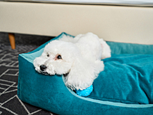 Cosmos Hotel Group запустил сервис для гостей с домашними животными