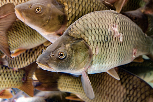 Сезон сазана. Новосибирская область стала образцовой по потреблению рыбы