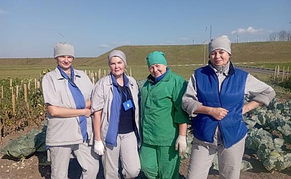 Сотрудники «Мираторга» вырастили почти 2 тонны овощей на приусадебном участке мясохладобойни в Курской области
