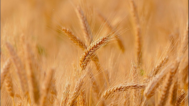 CNN: США изучают пути вывоза пшеницы и кукурузы с Украины