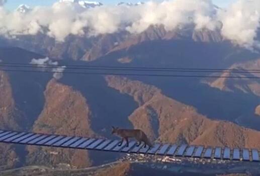 Лиса прошла по подвесному мосту на высоте 2200 метров и попала на видео