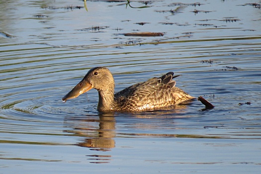 Обитатели Оренбургского заповедника активно готовятся к наступлению осени
