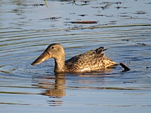 Обитатели Оренбургского заповедника активно готовятся к наступлению осени