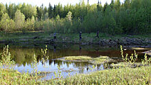 В Кировской области сотрудники колонии спасли тонувшего в болоте грибника
