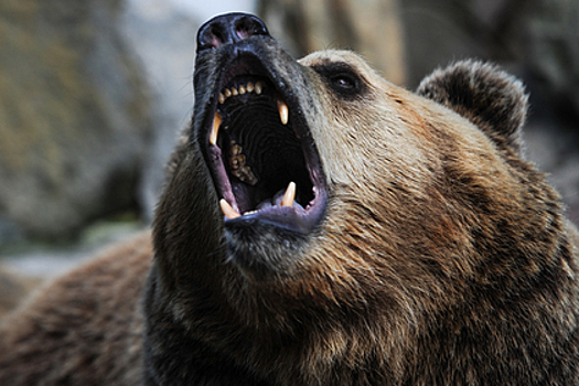 Сбежавший из зоопарка медведь задрал пенсионера под Воронежем
