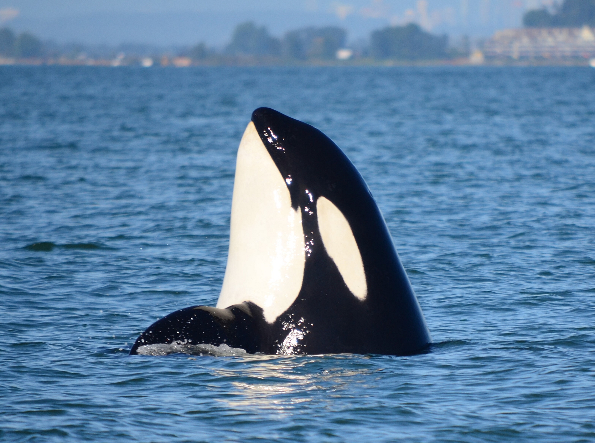 Во Франции косатки протаранили парусное судно