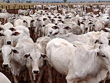 20 животноводческих ферм выделяют больше СО2, чем Германия, Франция или Великобритания: Новости ➕1, 07.09.2021