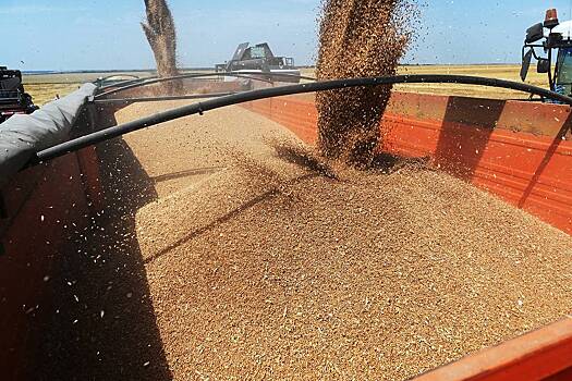 Россельхознадзор обеспокоился состоянием экспортных партий российского зерна