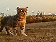 Ожидавший в засаде технику ВСУ дрон привлек внимание полосатого кота