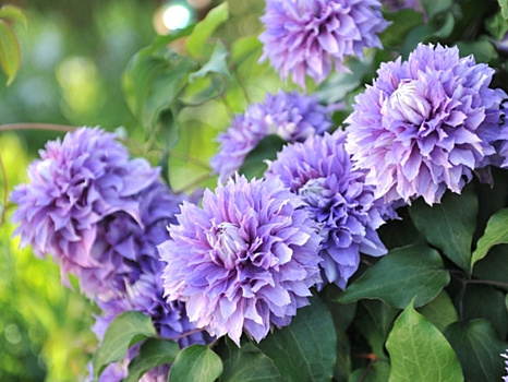 Подборка самых пышных клематисов. 16 сортов с махровыми цветками