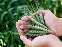 Донские ученые предлагают собирать многолетнюю пшеницу с использованием резонансных частот