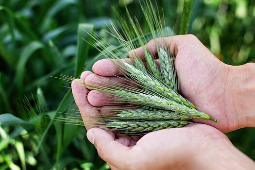 Донские ученые предлагают собирать многолетнюю пшеницу с использованием резонансных частот