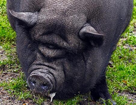 200-килограммовую свинью вызволили из квартиры
